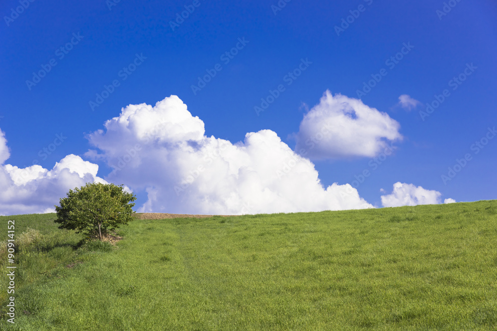 Fototapeta premium パノラマロードの一本の木