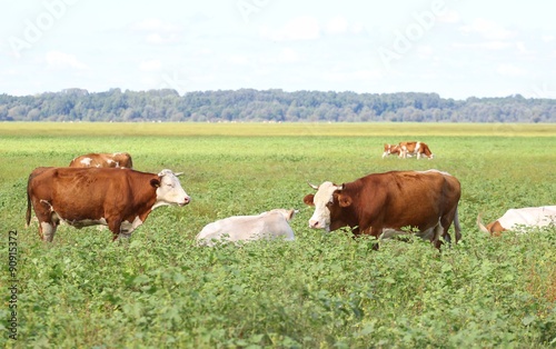 Cows in nature