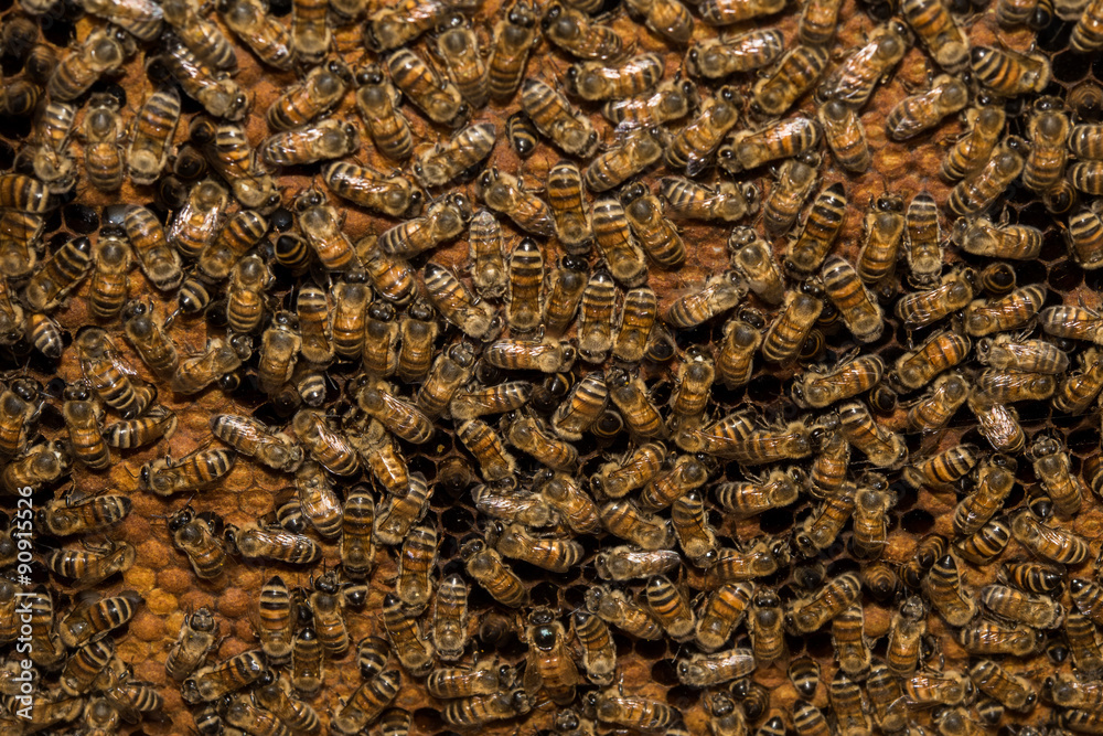 bees inside beehive macro close up - obrazy, fototapety, plakaty 