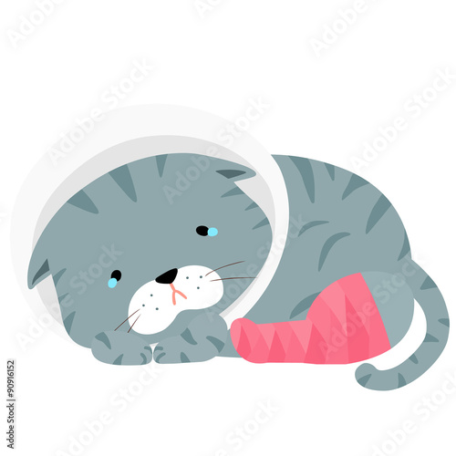 gray cat injury splinting leg vector illustration