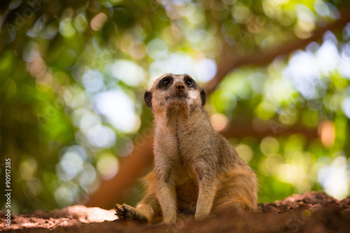 Wallpaper Mural Ermännchen im Grünen Torontodigital.ca