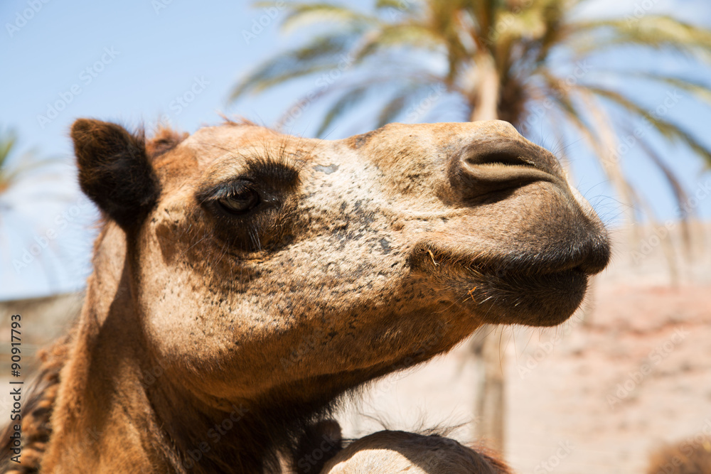Obraz premium Kamel braun