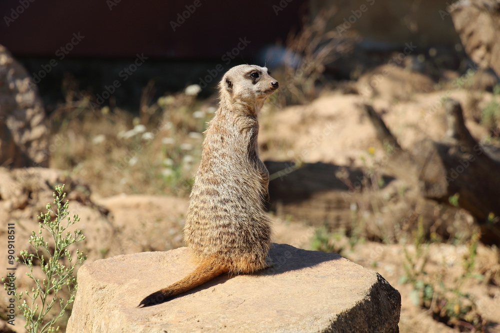 Fototapeta premium Suricate En Surveillance