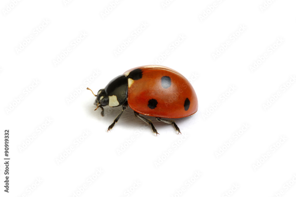 Ladybug