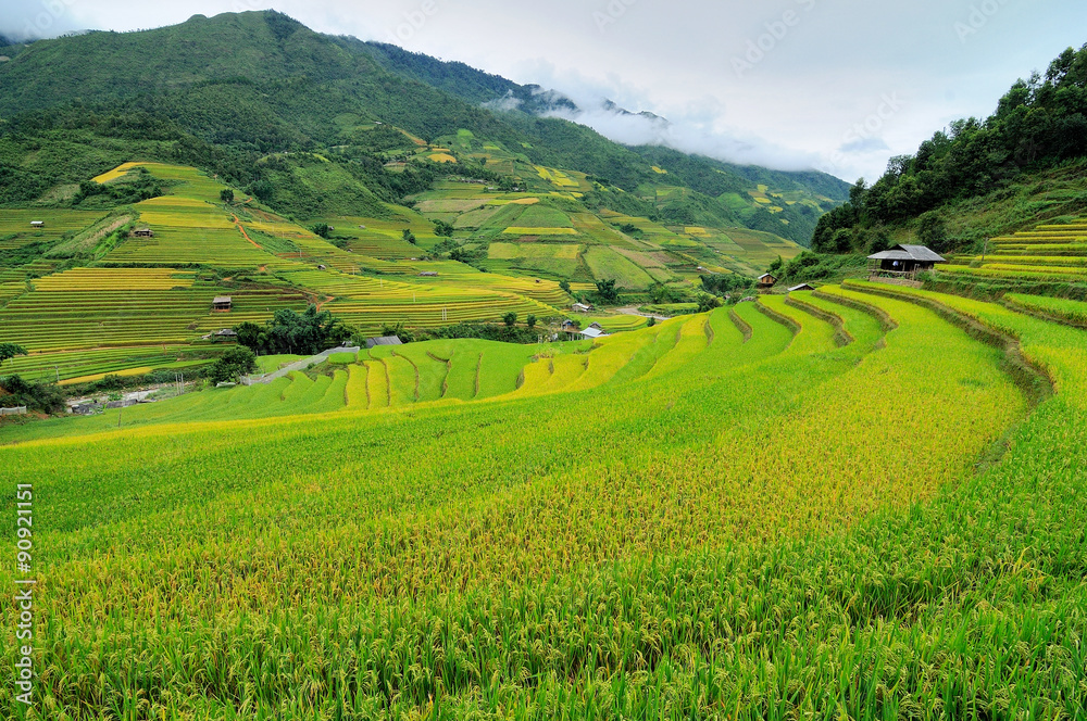 Rice fields on terraced of Mu Cang Chai, Yen Bai, Vietnam. Rice fields prepare the harvest at Northwest Vietnam 