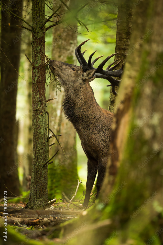 Fototapeta premium brame cerf pin manger forêt nourriture chasse observation natur