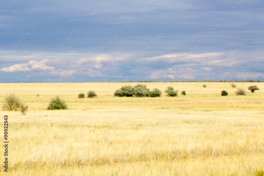 Yellow grass in the steppe and blue sky