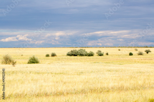 Yellow grass in the steppe and blue sky
