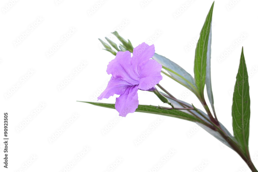 Obraz premium Single ruellia tuberosa flower focus lower one on white background.