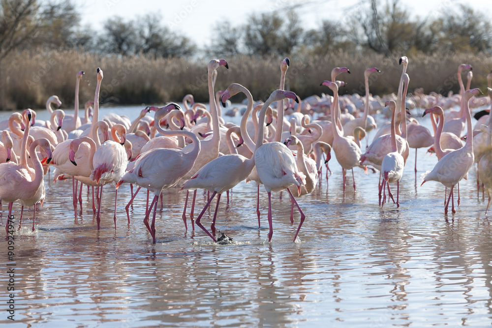 Obraz premium Flamingos