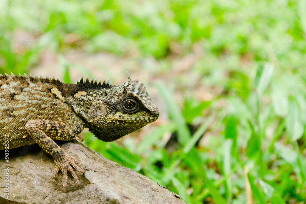 green dragon is reptile  in forest