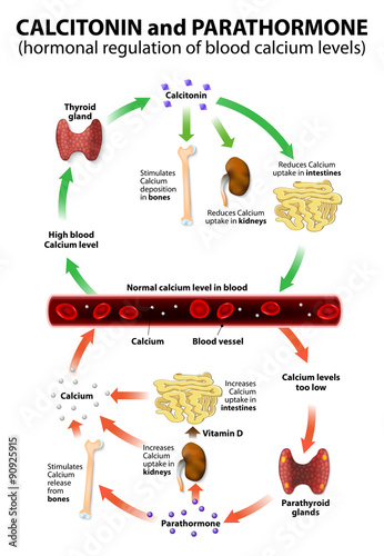 Hormonal regulation of blood calcium levels photo