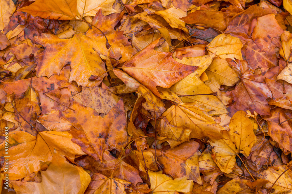 Obraz premium Autumn Yellow Leaves