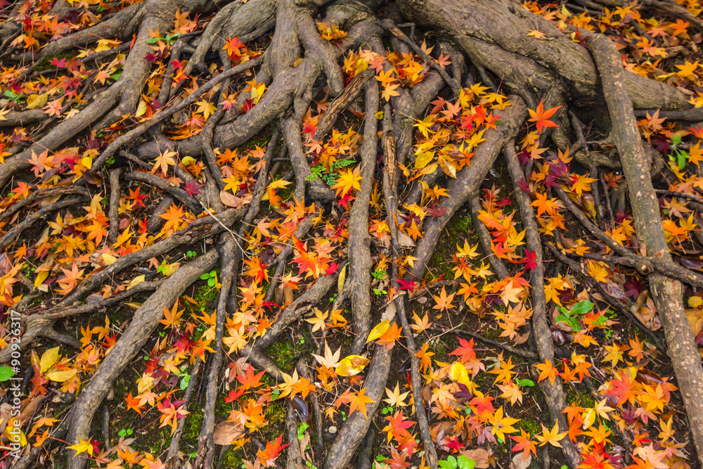 Yellow and red color leaves fallen on ground in Autumn