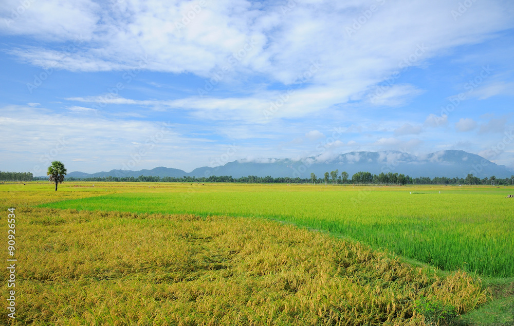 Harvest rice field in Mekong Delta, An Giang, Vietnam Harvest rice field in Mekong Delta, An Giang, Vietnam