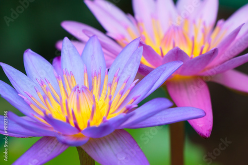 Lotus flower on the water