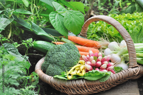 panier de légumes frais dans potager
