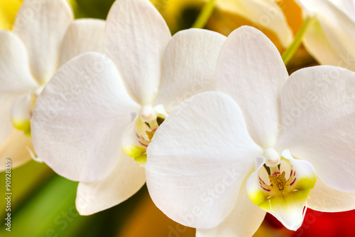 Fototapeta Naklejka Na Ścianę i Meble -  Orchid flower