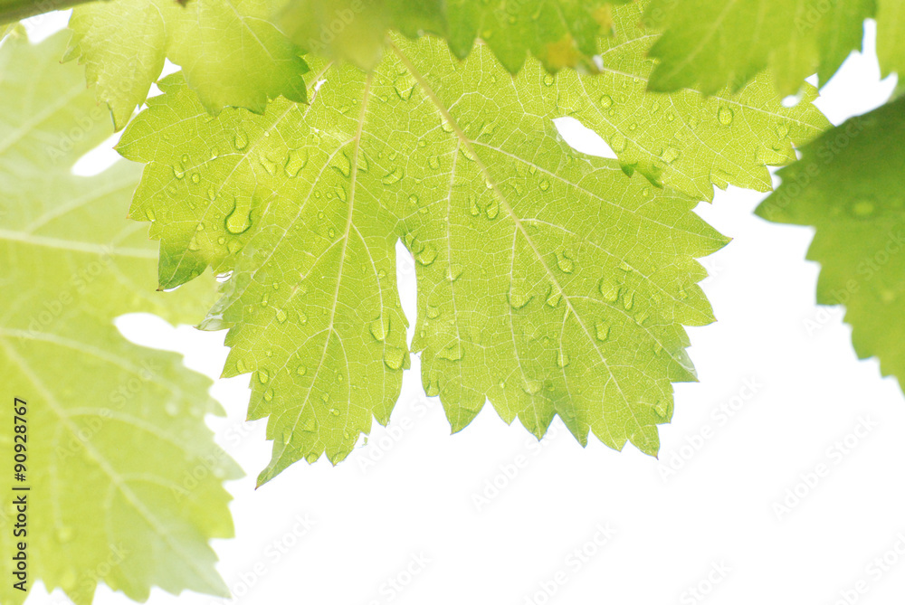 Grape leaves water drops on a light back or white background Grape leaves water drops on a light back or white background