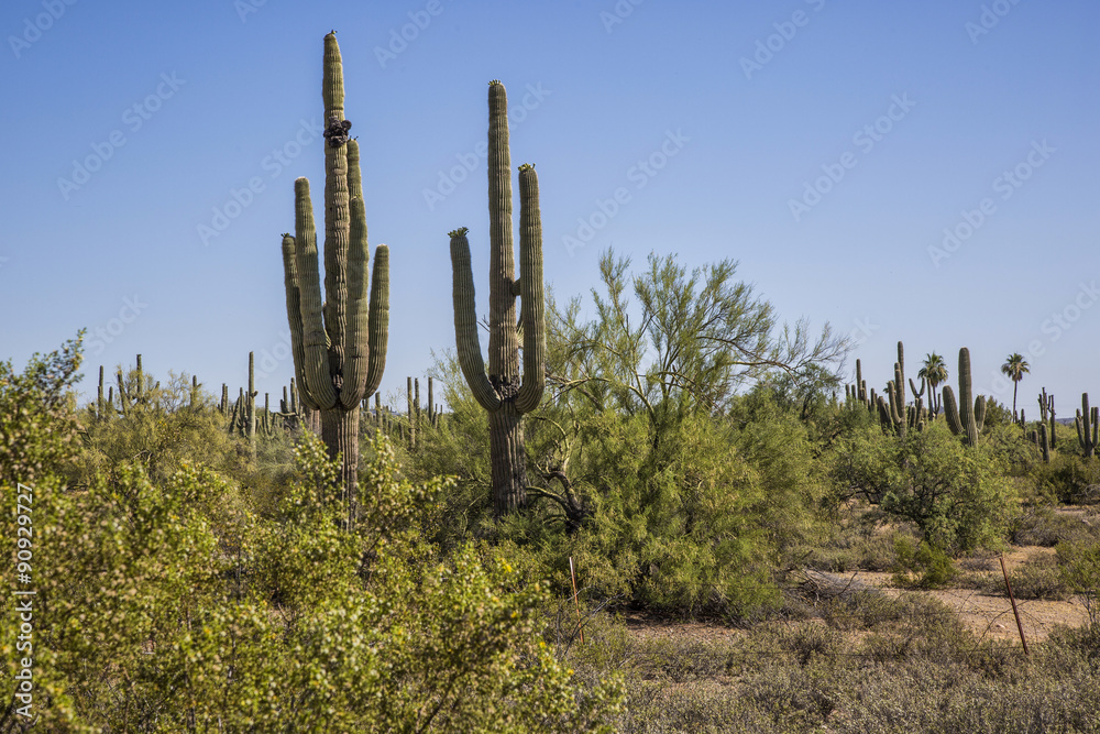 Desert Saguaros, Scottsdale, Arizona