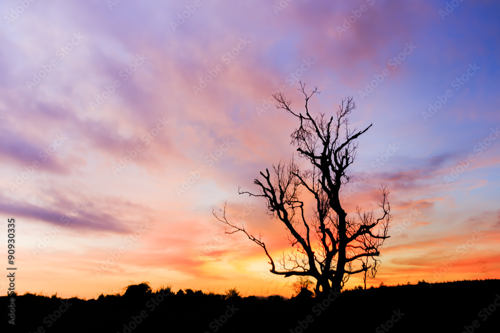 Dead tree Dead tree