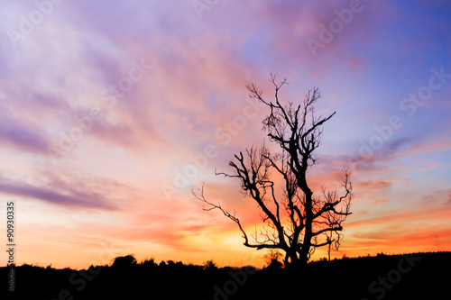 Dead tree