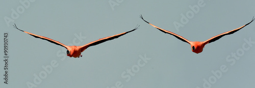 Fotografie Flying Caribbean flamingos (Phoenicopterus ruber)