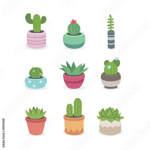 Cactus and succulent plants in pots