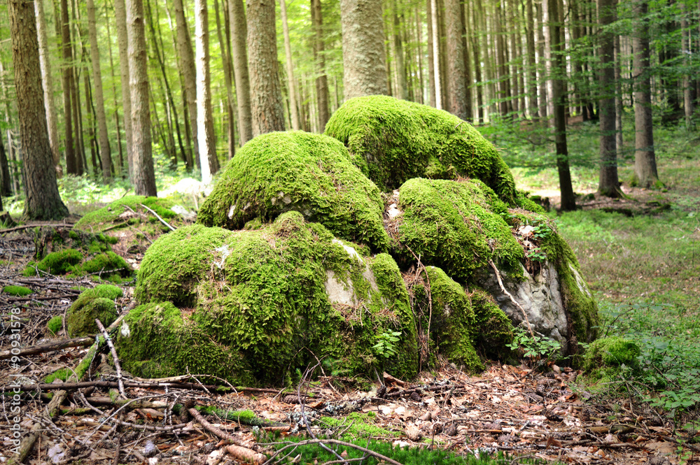 Fototapeta premium Felsen im Wald