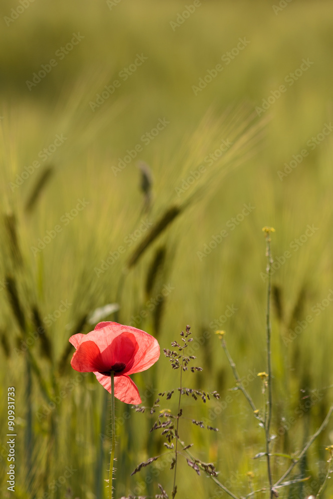 Mohn am Feldrand..