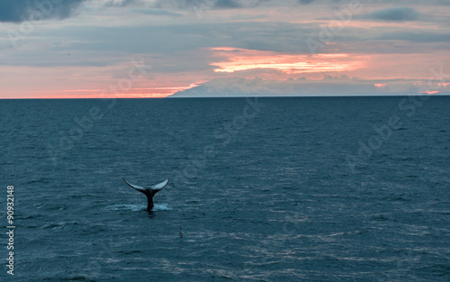 Humpback Whale Tail in Iceland at Sunset