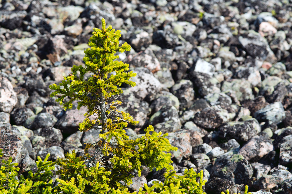 fir-tree in a taiga against stones fir-tree in a taiga against stones
