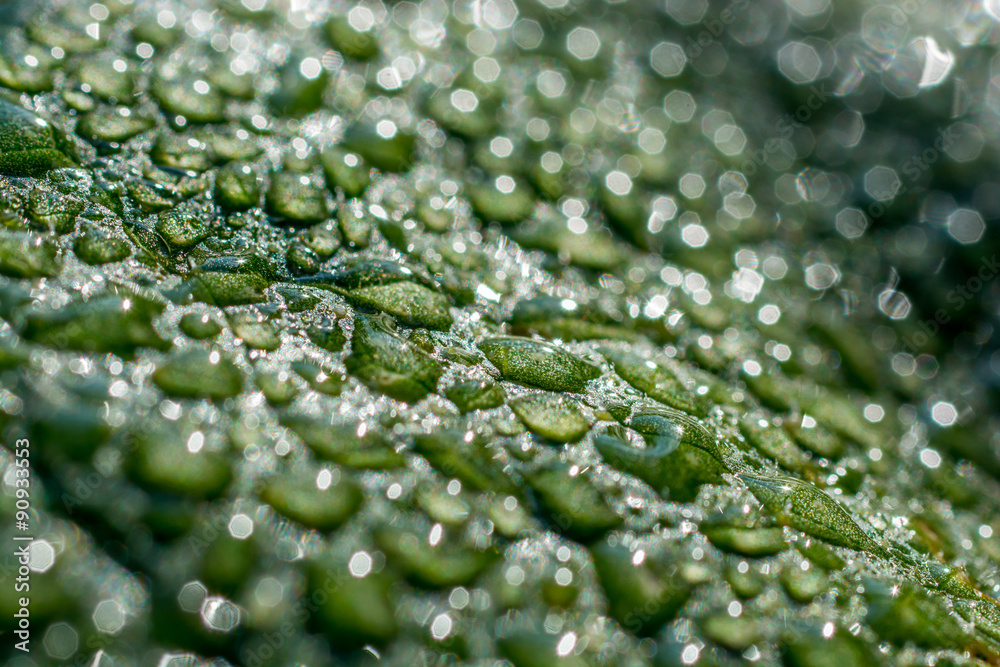 Kürbisblatt nach Sommerregen