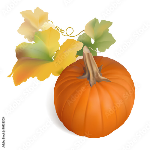 Orange Pumpkin with multicolor leaves.
Hand drawn vector illustration of a perfect pumpkin with some of its colorful leaves.
