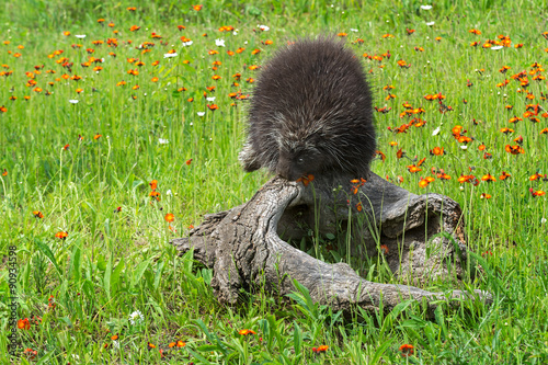 Porcupine (Erethizon dorsatum) Looks Down from Log photo