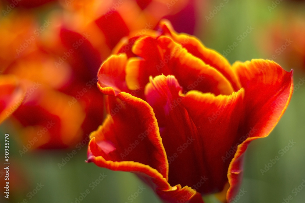 Red and Yellow Tulip Flower Field Red and Yellow Tulip Flower Field