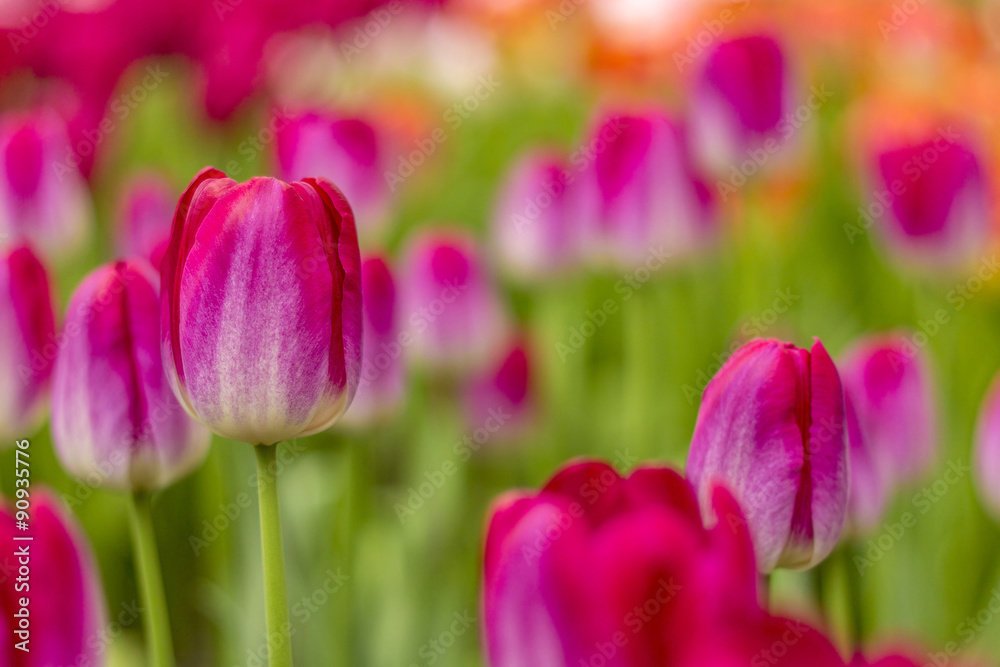Obraz premium Pink Tulip Flowers Field