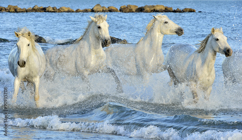 Herd of White Camargue horses running through water 