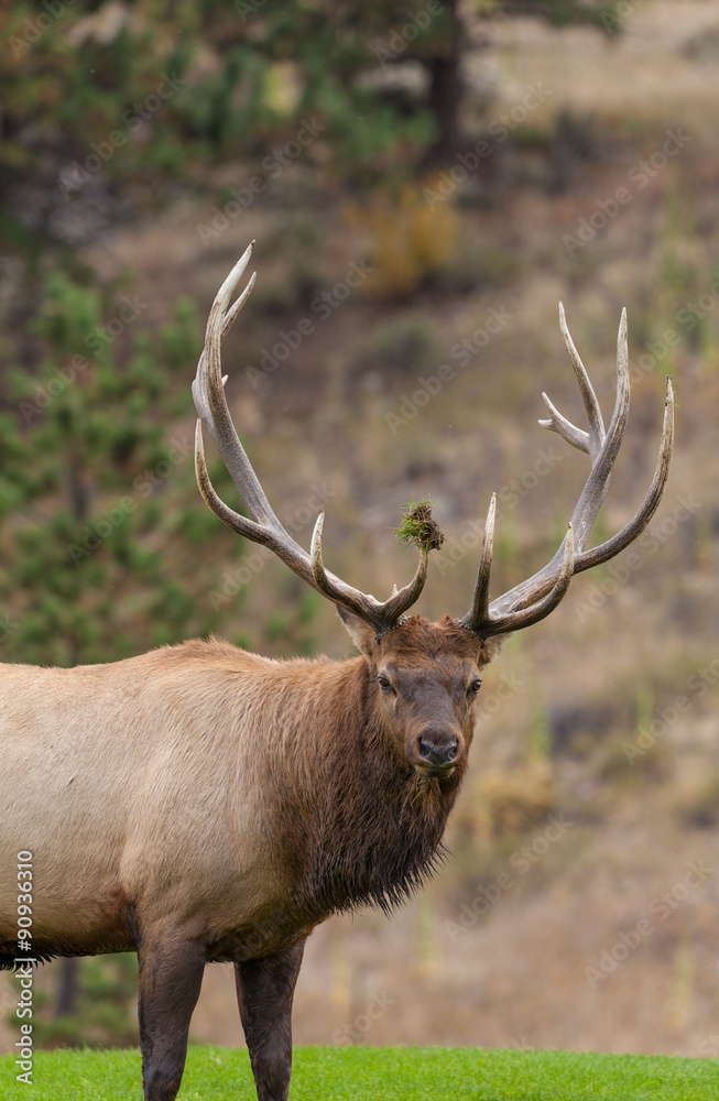Fototapeta premium Big Bull Elk