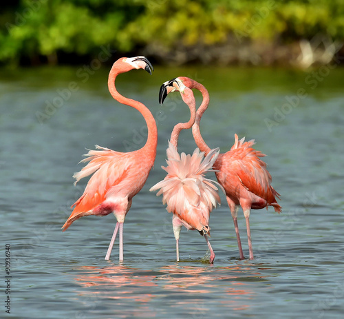 Mating dance of a flamingo