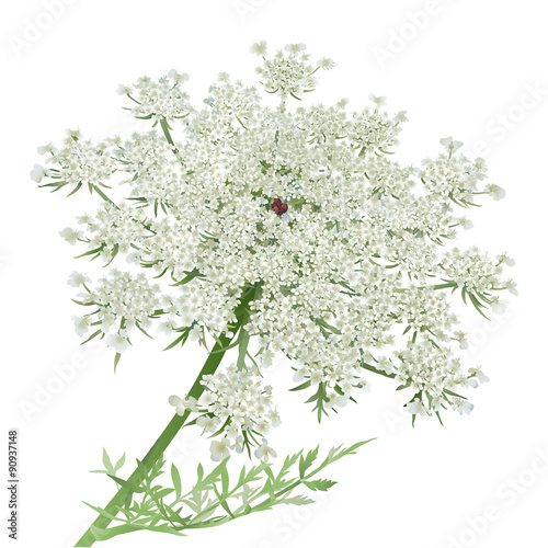 Queen Anne's Lace.
Hand drawn vector illustration of a Wild Carrot Flower or Queen Anne's lace on white background.
