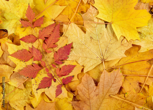 red and yellow autumn leaves background