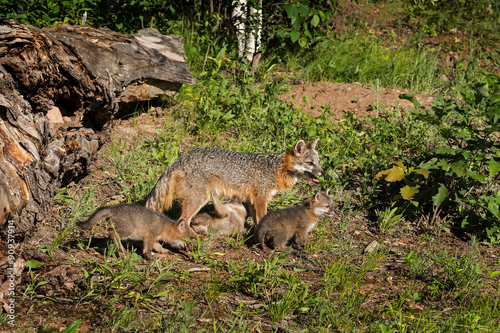 Grey Fox Vixen and Kits (Urocyon cinereoargenteus) One Feeding Grey Fox Vixen and Kits (Urocyon cinereoargenteus) One Feeding