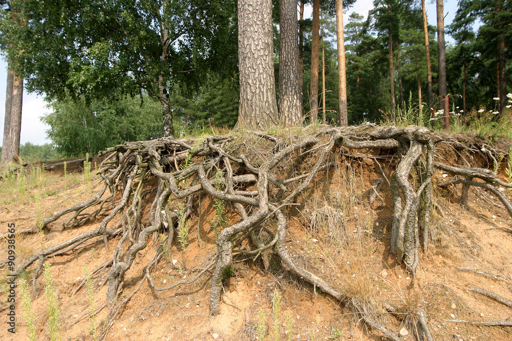 Fototapeta premium The tree on the cliff