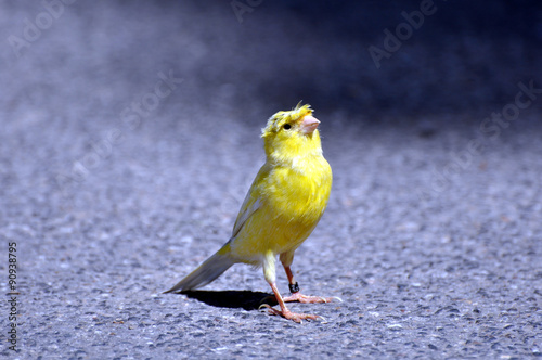 Kleiner Kanarienvogel