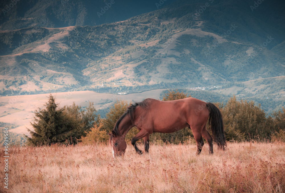 Obraz premium Horses grazing in pasture in mountains. Autumn landscape.