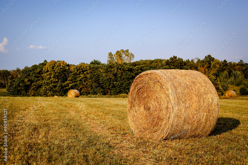 Round hay bales sitting on farmland in Kentucky