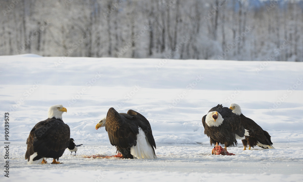 Fototapeta premium The Bald eagles ( Haliaeetus leucocephalus )