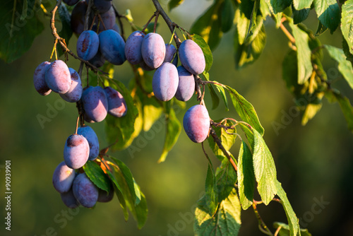 Serbian plums on the tree