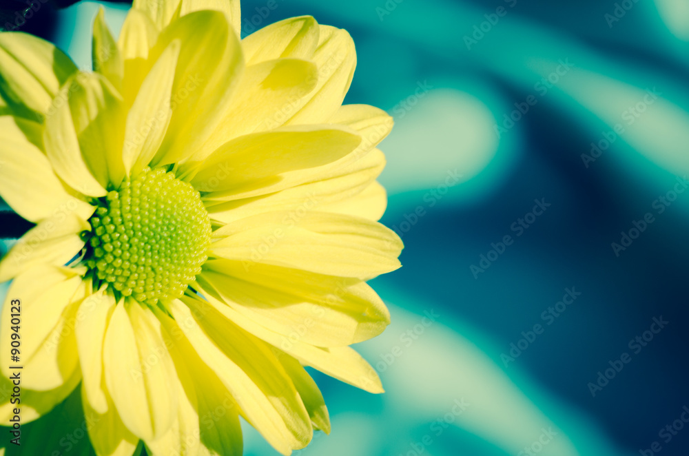 Fototapeta premium yellow chrysanthemum flower